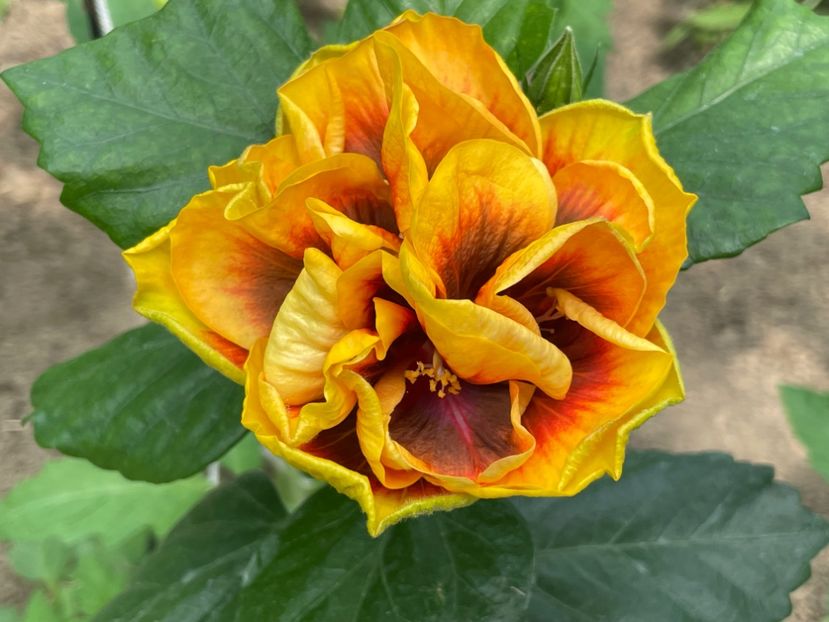  - Chi s garden Forest Rhapsody