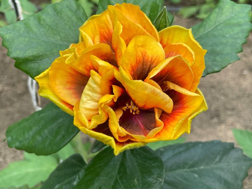  - Chi s garden Forest Rhapsody