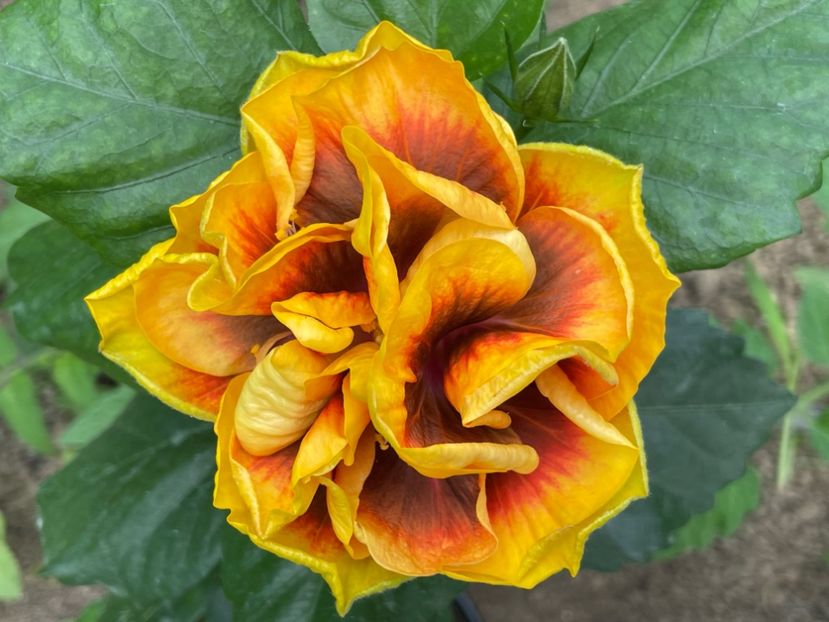  - Chi s garden Forest Rhapsody