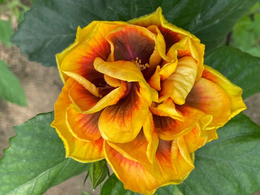  - Chi s garden Forest Rhapsody