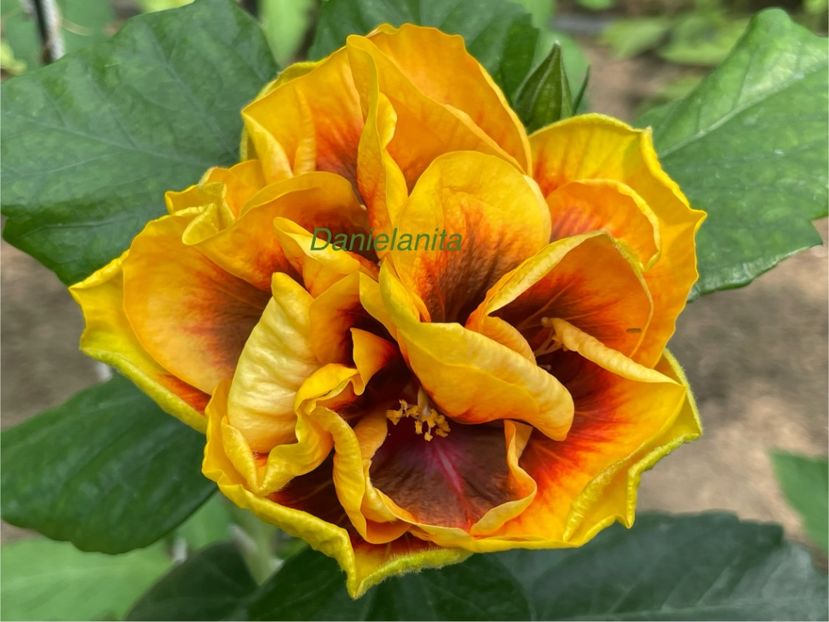  - Chi s garden Forest Rhapsody