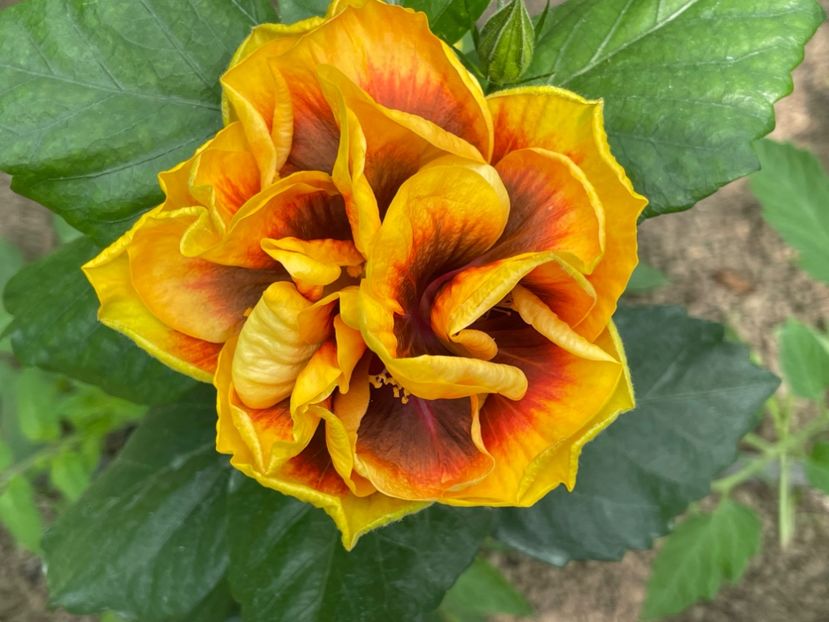  - Chi s garden Forest Rhapsody