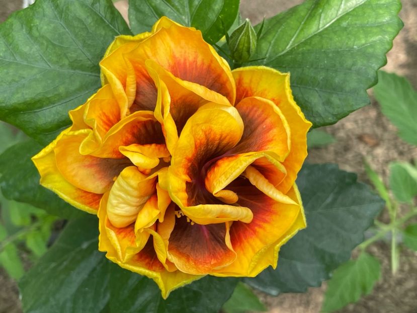  - Chi s garden Forest Rhapsody