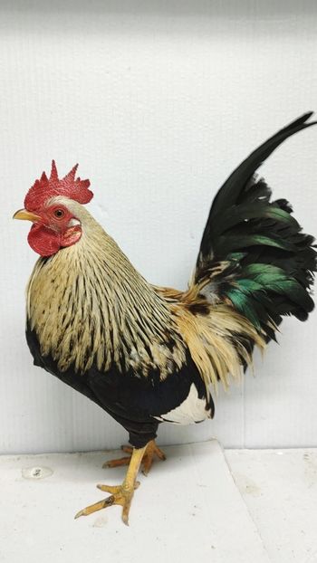  - De vanzare gainuse mi de flori