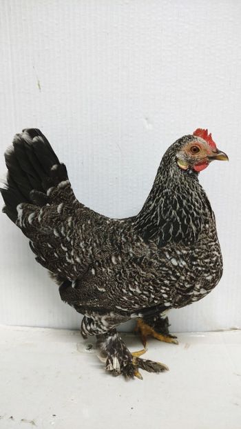  - De vanzare gainuse mi de flori