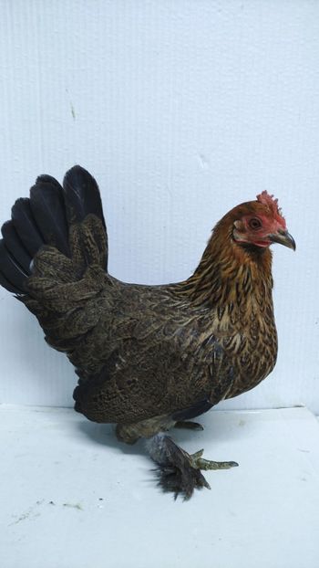  - De vanzare gainuse mi de flori