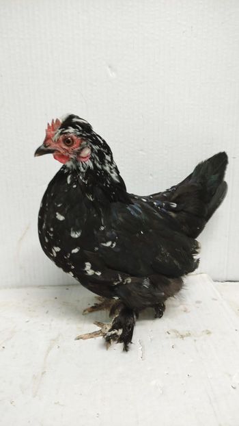  - De vanzare gainuse mi de flori