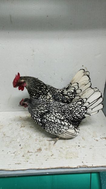  - De vanzare gainuse mi de flori