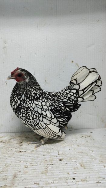  - De vanzare gainuse mi de flori