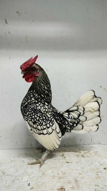  - De vanzare gainuse mi de flori