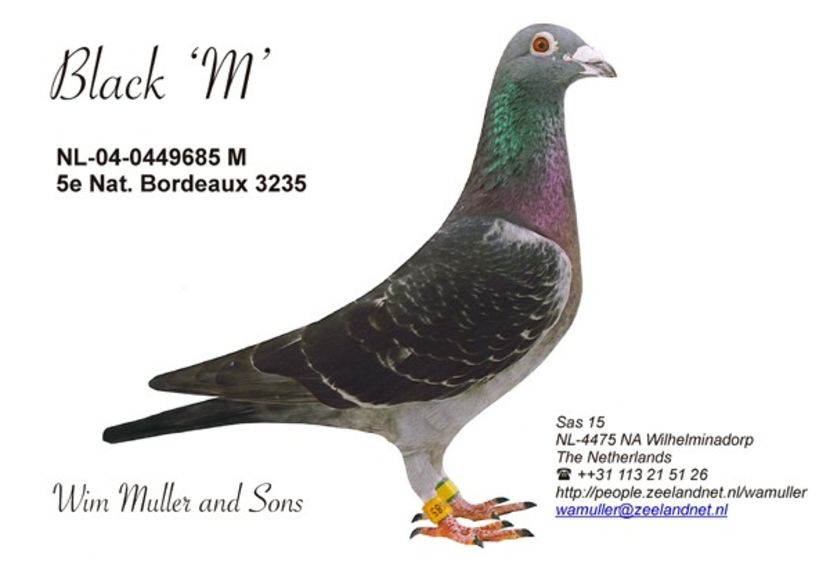 Frate cu tatăl lui LUX GIRL - JONGE WIM - Wim Muller nepot din LUX GIRL locul 14 nat Barcelona 2013