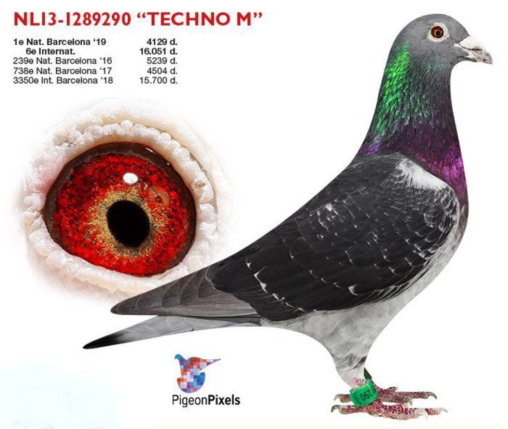 nl13-1289290 Techno-m (2) - JONGE WIM - Wim Muller nepot din LUX GIRL locul 14 nat Barcelona 2013