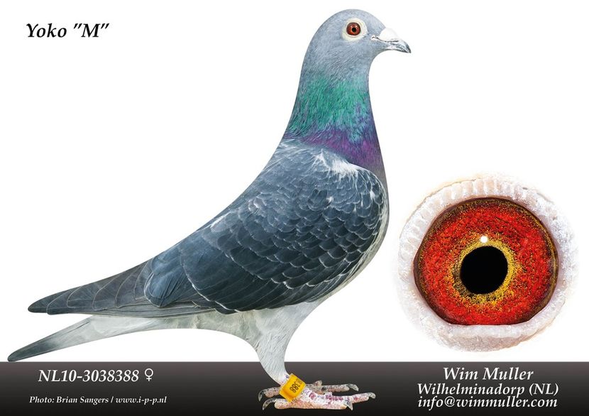 Semisoră FILIPO M și LADY DAX M - JONGE WIM - Wim Muller nepot din LUX GIRL locul 14 nat Barcelona 2013