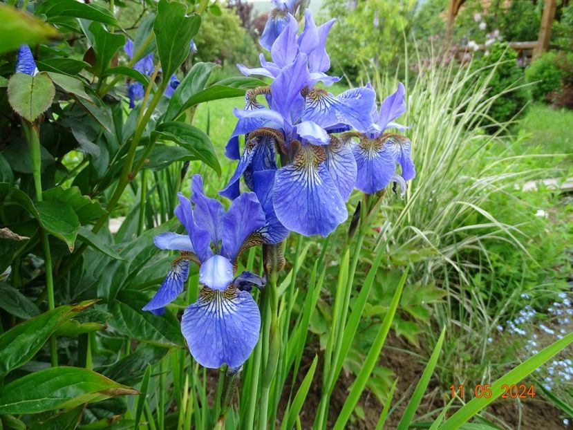  - Irisi 2024 -Dobarland