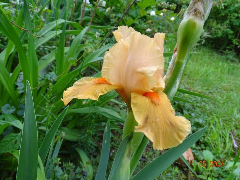 Orange Petals - Irisi 2024 -Dobarland