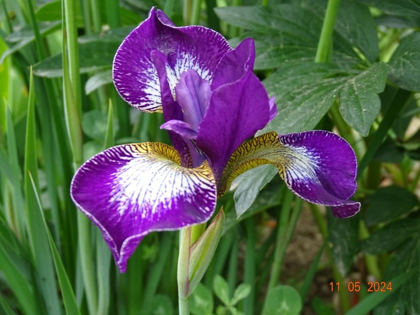 Currier (sibirica) - Irisi 2024 -Dobarland