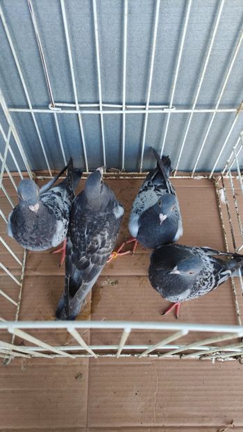  - De vânzare voiajori pui 2023