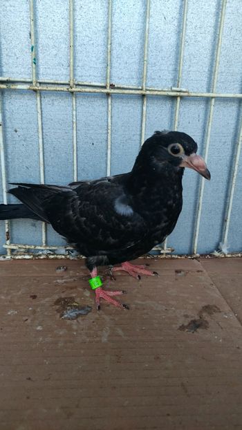  - De vânzare voiajori pui 2023