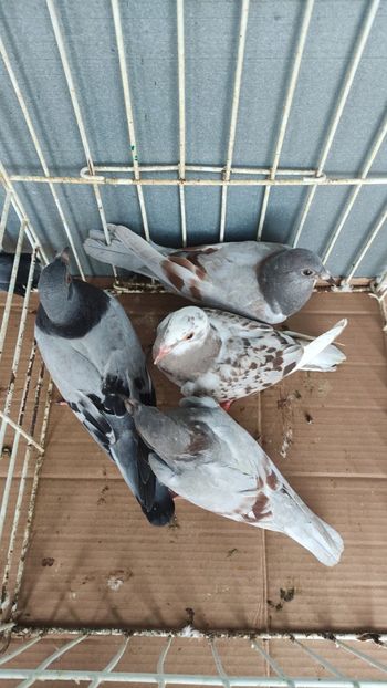  - De vânzare voiajori pui 2023