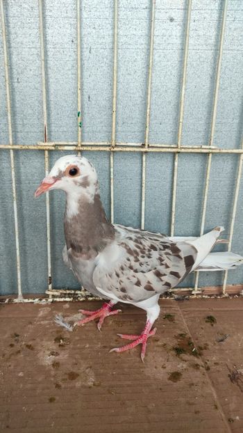  - De vânzare voiajori pui 2023