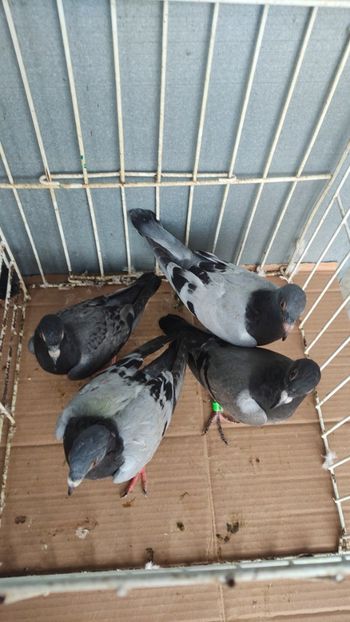  - De vânzare voiajori pui 2023