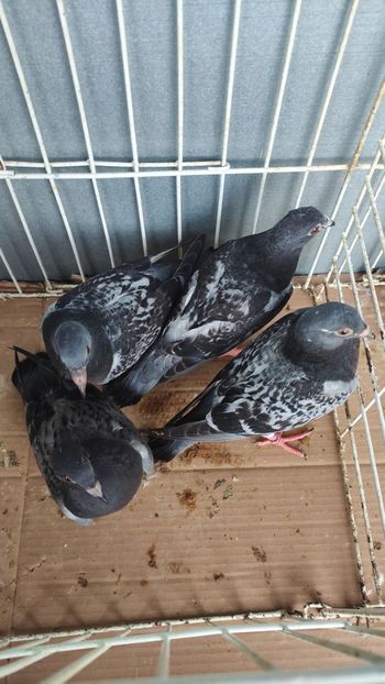  - De vânzare voiajori pui 2023