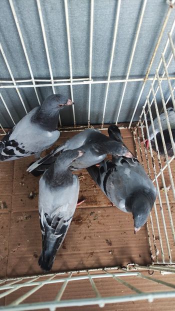  - De vânzare voiajori pui 2023