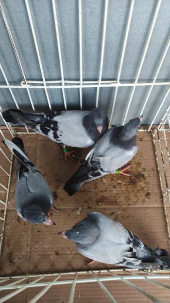  - De vânzare voiajori pui 2023