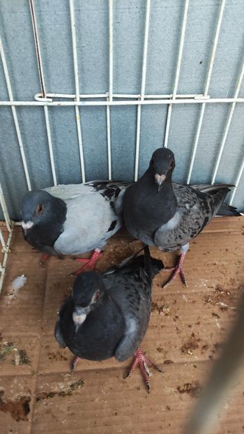  - De vânzare voiajori pui 2023