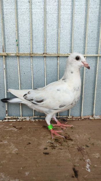  - De vânzare voiajori pui 2023