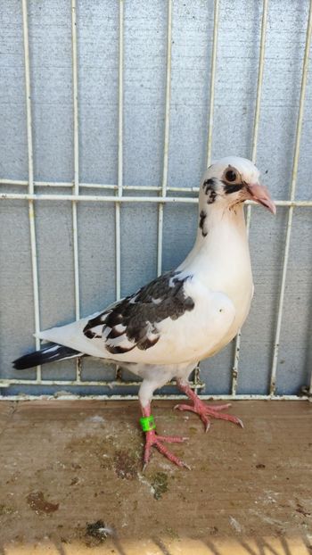  - De vânzare voiajori pui 2023