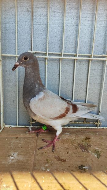  - De vânzare voiajori pui 2023