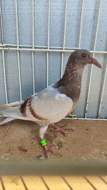  - De vânzare voiajori pui 2023