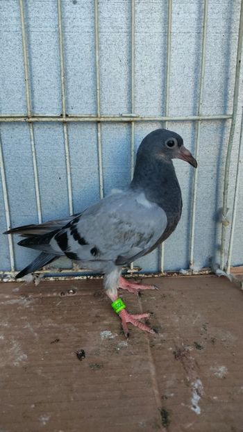  - De vânzare voiajori pui 2023