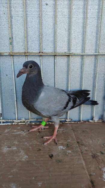  - De vânzare voiajori pui 2023