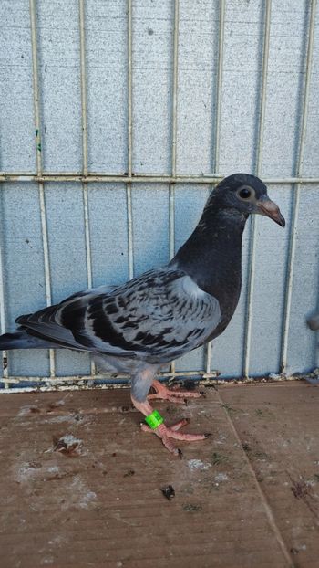  - De vânzare voiajori pui 2023