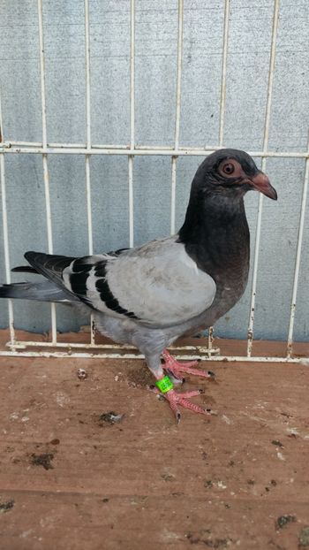  - De vânzare voiajori pui 2023