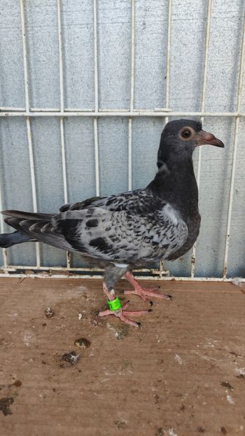  - De vânzare voiajori pui 2023