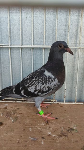  - De vânzare voiajori pui 2023