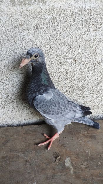  - De vânzare voiajori pui 2023