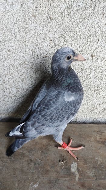  - De vânzare voiajori pui 2023