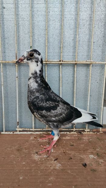  - De vânzare voiajori pui 2023