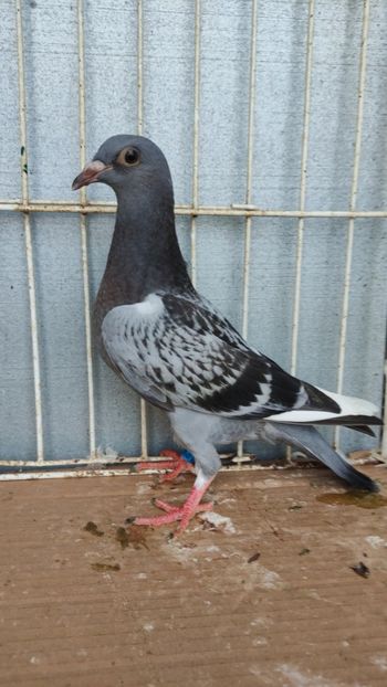  - De vânzare voiajori pui 2023