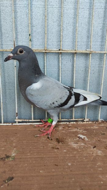  - De vânzare voiajori pui 2023