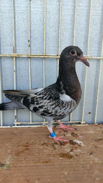  - De vânzare voiajori pui 2023