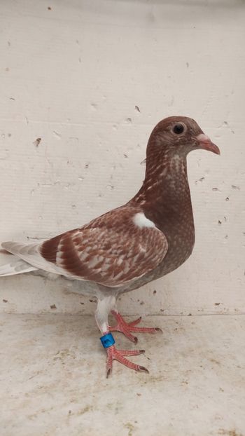  - De vânzare voiajori pui 2023