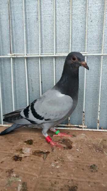  - De vânzare voiajori pui 2023