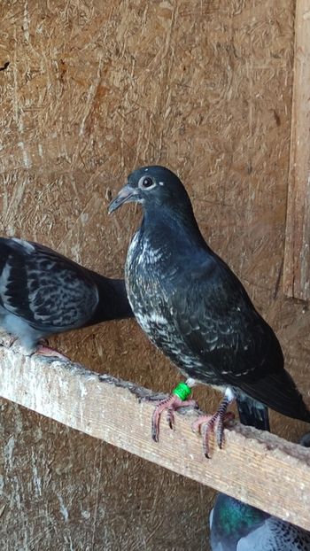  - De vânzare voiajori pui 2023