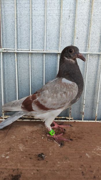  - De vânzare voiajori pui 2023