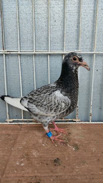  - De vânzare voiajori pui 2023